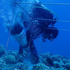 Post-doc, Andy Shantz drilling holes to attach herbivore exclosures