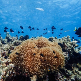 Damselfish (Dascyllus) in an anemone in the lagoon. photo cred: Cory Fuchs