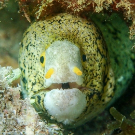 snowflake moray eel (Echidna nebulosa). photo cred: Cory Fuchs