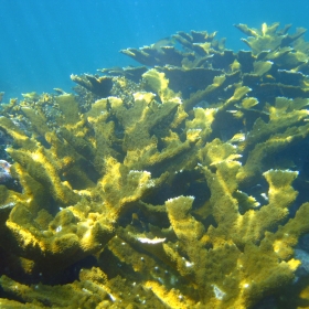 Large stand of Elkhorn Coral (Acropora palmata)
