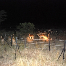 Impala (Aepyceros melampus) foraging inside some of our partial exclosures at night
