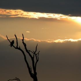 Raptor with a Kruger sunset