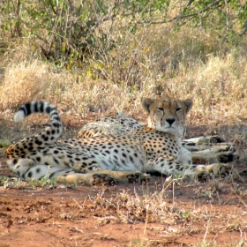 Cheetah (Acinonyx jubatus), the fastest predator in Kruger