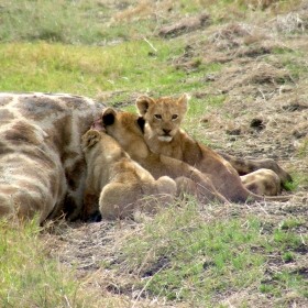 Lion cubs filling up on giraffe meat