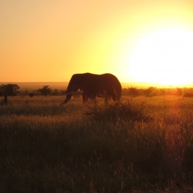 Elephant with Kruger Sunrise