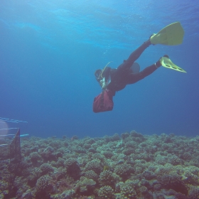 Researcher, Tom Adam, installing exclosures on the fore reef