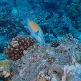 Grazing bullethead parrotfish (Chlorurus spilurus)