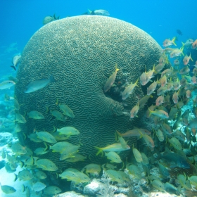Grunts, Snapper, and Goatfish with Large Brain Coral