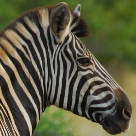 Zebra (Equus quagga) - An important grazer in Kruger National Park
