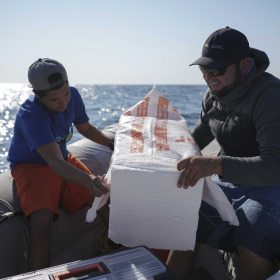 Pedro making a float for shark tagging project (photo Sam Shimizu-Jones)
