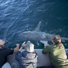 Tagging a big Dusky shark (photo Sam Shimizu-Jones)