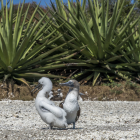 Boobies (photo Sam Shimizu-Jones)