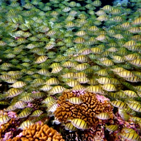 Acanthurus triostegus (Photo: Katie Davis)