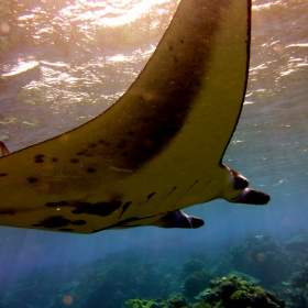 Manta brevirostris (Photo: Katie Davis)