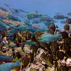 Chlorurus frontalis, Acanthurus guttatus, Acanthurus triostegus (Photo: Katie Davis)