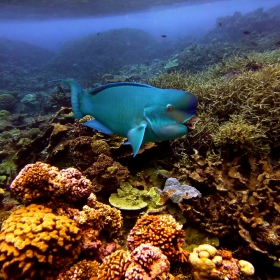 Chlorurus microrhinos (Photo: Katie Davis)