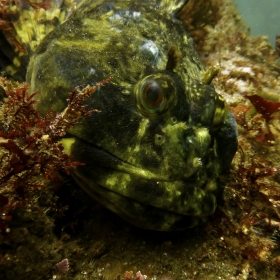 Scorpaenichthys marmoratus (Photo: Katie Davis)