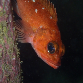 Sebastes capensis