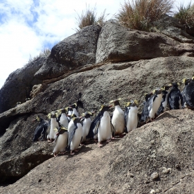 Rockhopper penguins