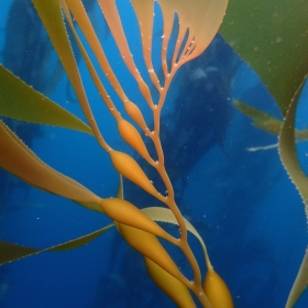 Macrocystis pyrifera