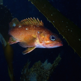 Sebastes capensis