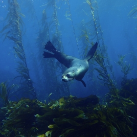 Sub anarctic fur seal