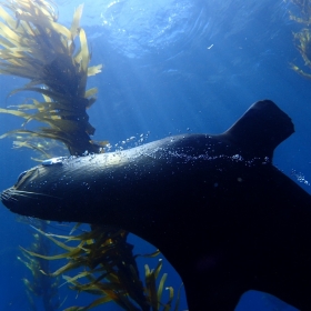 Anarctic fur seal