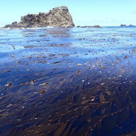 Kelp bed