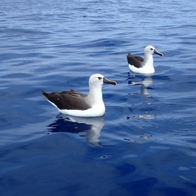 Yellow nose Albatross