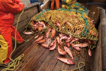 A haul of mostly chilipepper rockfish caught outside of Monterey