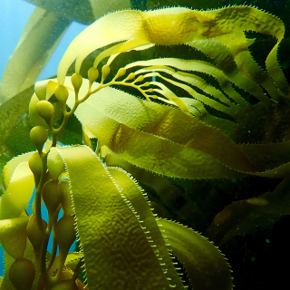Giant kelp, Macrocystis pyrifera