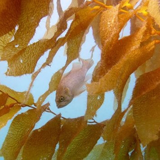 kelp rockfish