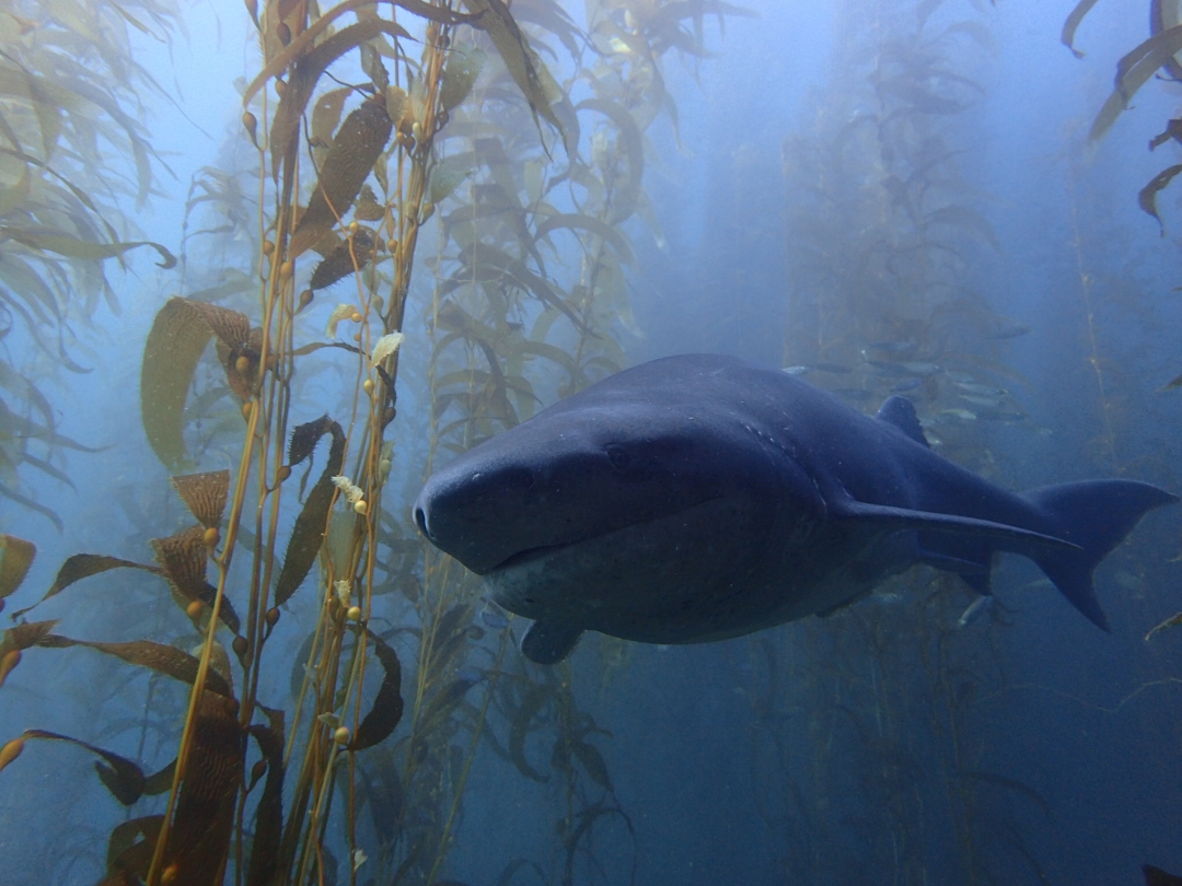 California kelp forests | Jenn Caselle Lab | UC Santa Barbara