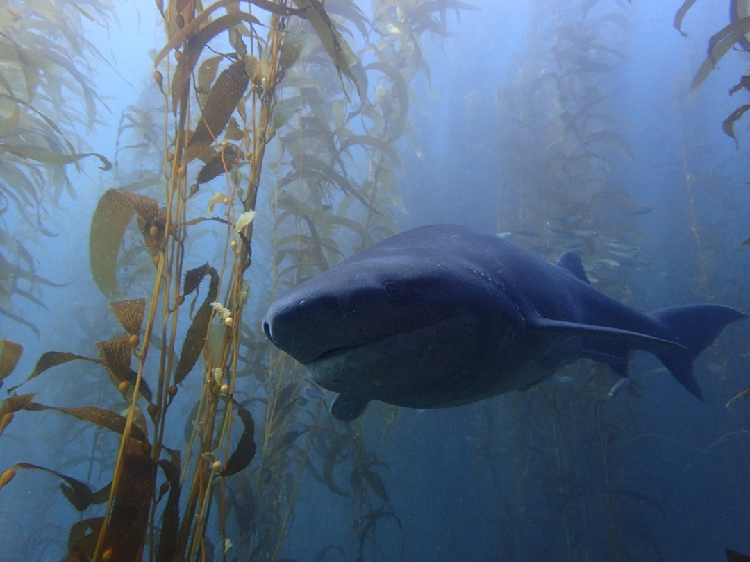 California kelp forests | Jenn Caselle Lab | UC Santa Barbara California kelp forests | Jenn Caselle Lab | UC Santa Barbara