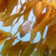 kelp rockfish