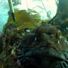 Embedded thumbnail for NAUTICA O2O: The Marine Science Institute Students