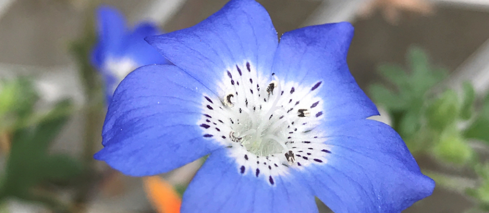 Nemophila menziesii, flower