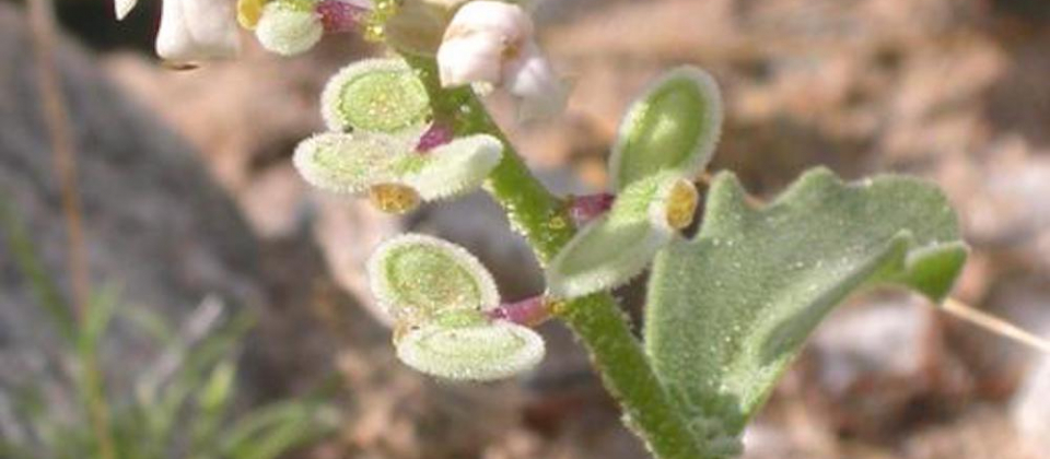 Dithyrea californica, flowers and mericarps