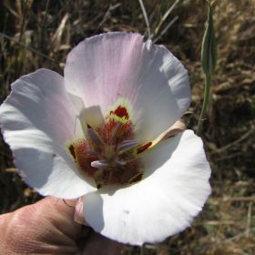 Calochortus sp. at Stark Creek