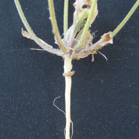 Dithyrea californica - mericarpal ring on root