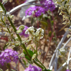 Dithyrea californica-inflorescences