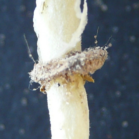 Dithyrea californica - mericarpal ring on root - close-up