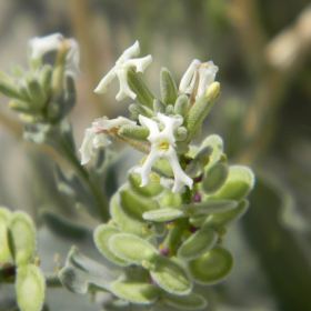 Diythyrea californica - flowers and mericarps