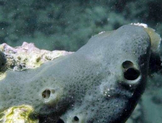 Marine sponge known as Amphimedon queenslandica.