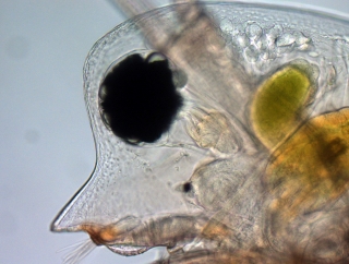 Head of Daphnia pulex (commonly called water flea). Credit: Christian Laforsch