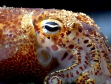 Hawaiian Bobtail Squid. Credit: University of Wisconsin