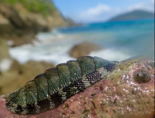 Chiton on a beach in the US Virgin Islands. Photo by DJ Eernisse